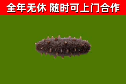 六合区回收海参干